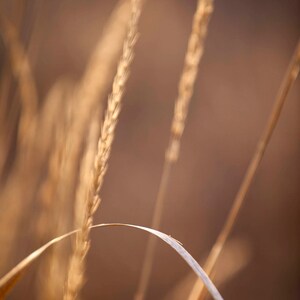 Prairie Grass in the Fall, Fall Photography, Wall Print, Home Decor, Office Decor, Mountain Meadow, Late Fall photo, Nature Photo, Wheat