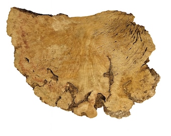 Box Elder Burl Slab, Live Edge, Cross-Section with Natural Voids, Flame Grain, Large Slab
