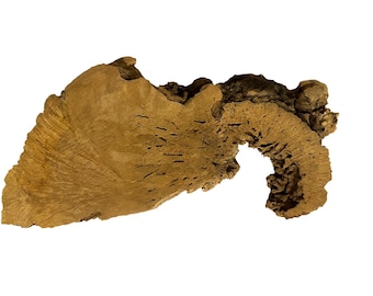 Box Elder Burl, Cross-Section, Woodworking, Display, Unique Grain, Hollow Form, Large Slab
