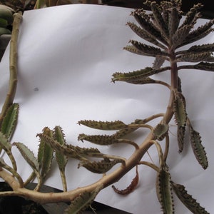 Kalanchoe Bryophyllum Delagoensis Mother of Millions Succulent Plants app. 12in, Curved Growth, Bare Root