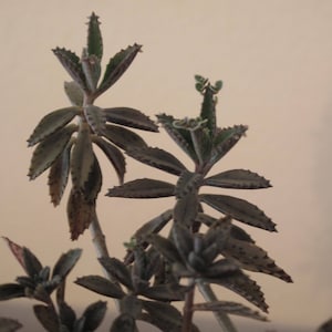 Kalanchoe Bryophyllum Delagoensis Mother of Millions Succulent Plants, Qty 2, 6&quot;