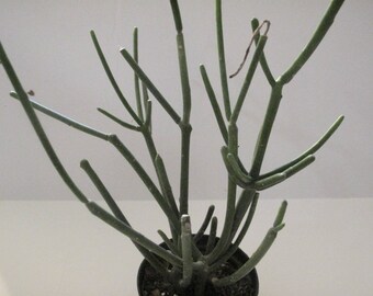 Pencil Cactus Plant Euphorbia Tirucalli 8 - 11 in