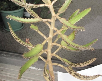 Kalanchoe Bryophyllum Daigremontiana Mother of Millions Succulent Plants app. 16in, Bare Root