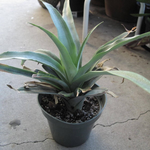 Pineapple Plant (Ananas comosus) 6in, Bare Root