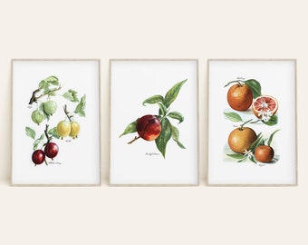 Vintage Fruit Botanical Prints, Orange, Gooseberry, Nectarine Print Set, Vintage Style Decor, Fine Art Illustration, Printable Wall Art