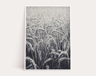 Fotografia de campo de trigo: decoração de natureza suave (download digital)