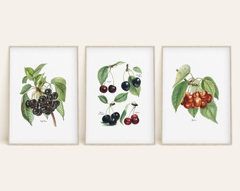 Vintage Cherries Botanical Prints: Kitchen Wall Art (Digital Download)