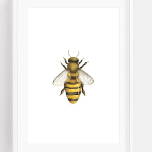 Honey Bee Watercolor Art Print - Honey bee Art - Bumblebee Watercolor wall decor - Bee Painting
