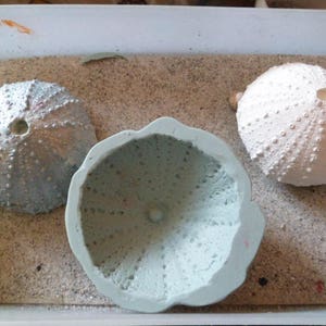 以下が含まれることがあります： 白い、薄い青色の、薄い青色で中央に穴が開いた、3つのウニの殻。殻は白い砂の上に置かれています。