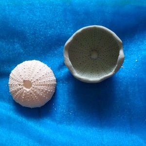Puede incluir: Dos conchas de erizo de mar blancas, una entera y otra con la parte superior quitada, sobre un fondo azul.