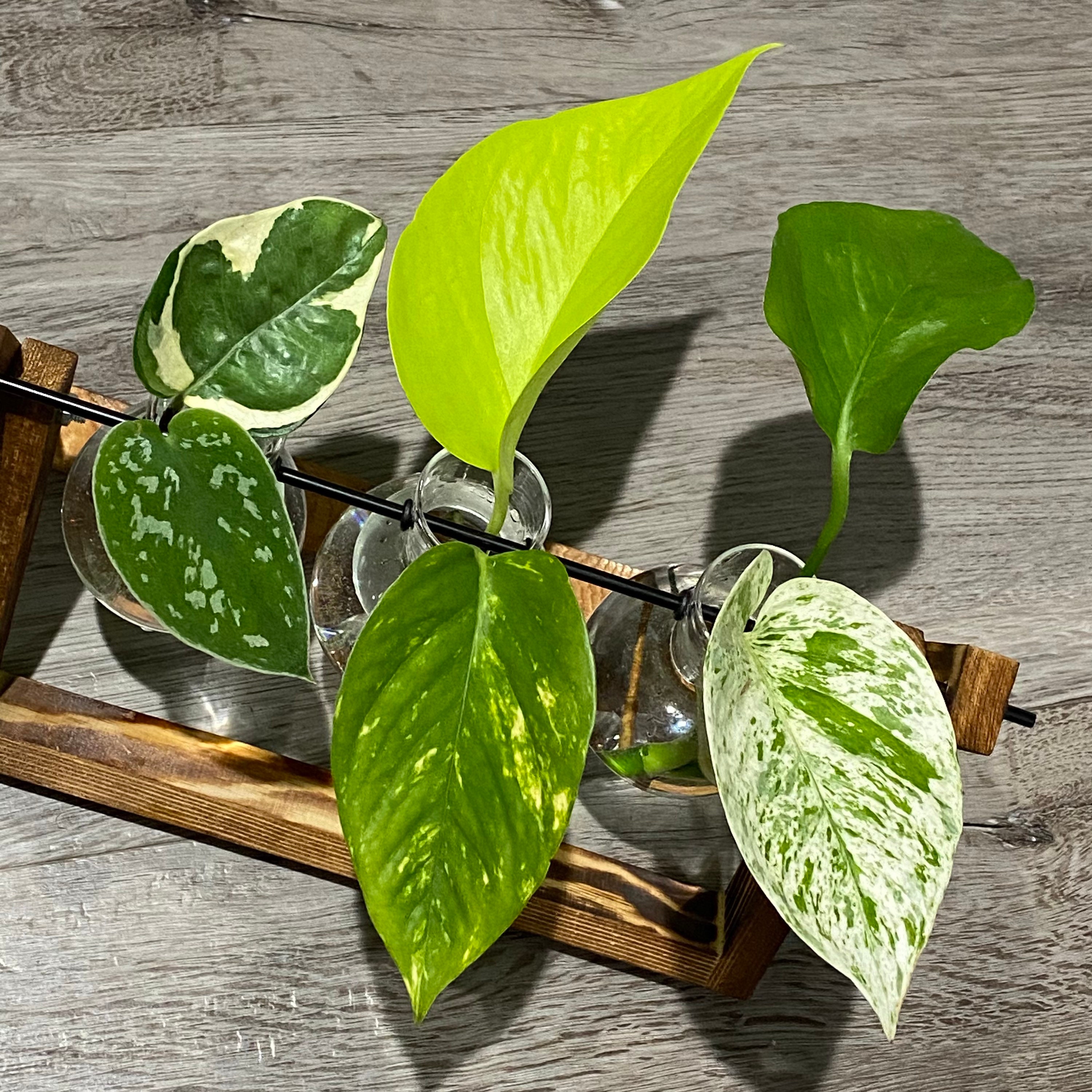 Pothos Cutting Bundle Etsy
