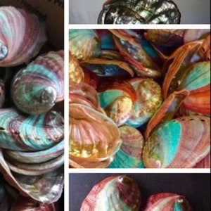 2"-3" ABALONE SHELLS/ amazing color/ flashy/ multicolor/ ritual/altar/ healing/meditation/ home decor/ Smudge Bowl-Sage plate