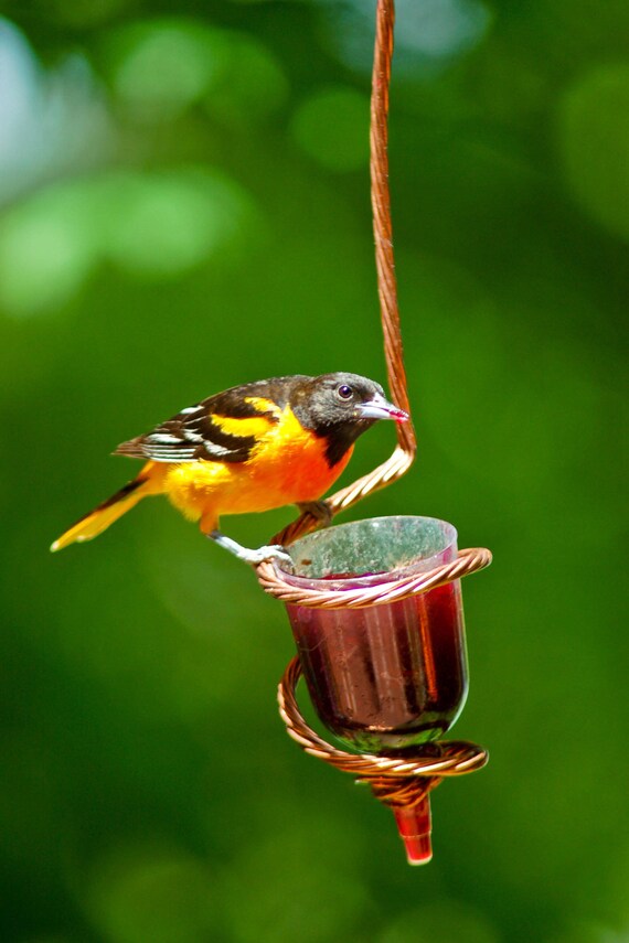 Oriole Jelly Feeder Etsy