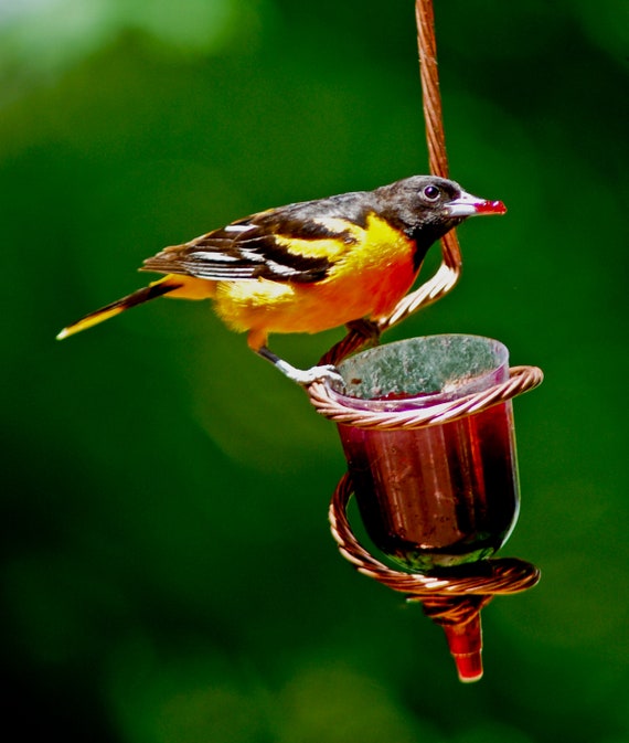 Oriole Jelly Feeder Etsy