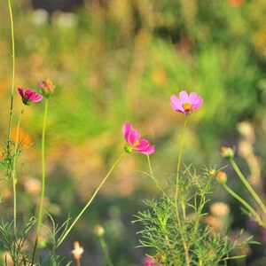 K&ouml;nnte beinhalten: Ein Feld mit Kosmosblumen in verschiedenen Bl&uuml;hstadien. Die Blumen sind haupts&auml;chlich rosa mit gelben Zentren, vor einem verschwommenen Hintergrund aus gr&uuml;nem Laub und Sonnenlicht.