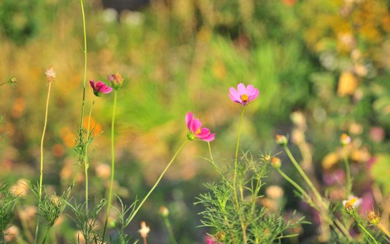 K&ouml;nnte beinhalten: Ein Feld mit Kosmosblumen in verschiedenen Bl&uuml;hstadien. Die Blumen sind haupts&auml;chlich rosa mit gelben Zentren, vor einem verschwommenen Hintergrund aus gr&uuml;nem Laub und Sonnenlicht.