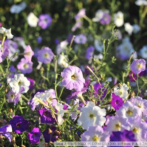 K&ouml;nnte beinhalten: Ein Feld bl&uuml;hender Petunien, das eine Mischung aus Farben zeigt. Die Bl&uuml;ten reichen von tiefem Lila bis zu hellem Lavendel und Wei&szlig;, mit gelben Zentren. Gr&uuml;ne Stiele und Bl&auml;tter bilden einen nat&uuml;rlichen Hintergrund.