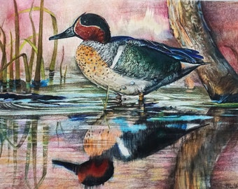 Original Drawing | National Wildlife | North American Duck | Color Pencil Drawing | Green Winged Teal Duck | Original Duck Art