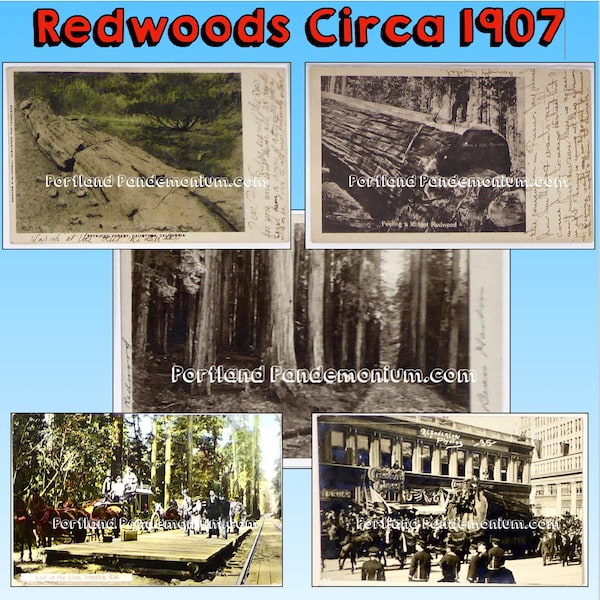 California Redwoods Antique Postcards: Petrified Forest Calistoga, "Bear Harbor" Irmulca Stage & Railway, Giant Logs, Redwood on Parade