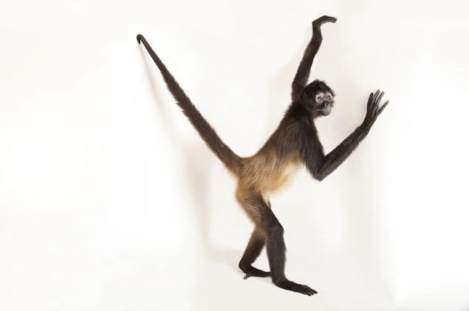 plush spider monkey