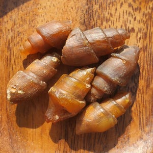 Puede incluir: Una colección de pequeñas conchas en espiral de color marrón, que se asemejan a cuernos en miniatura, están dispuestas sobre una superficie de madera. Las conchas tienen una cualidad translúcida, con diferentes tonos de marrón y ámbar. La imagen está iluminada por luz natural, resaltando las texturas.