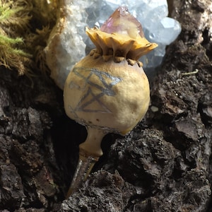May include: A decorative, dried seed pod with a silver pentagram design, topped with a purple crystal. The pod is set against a backdrop of blue crystals and textured, dark brown bark.