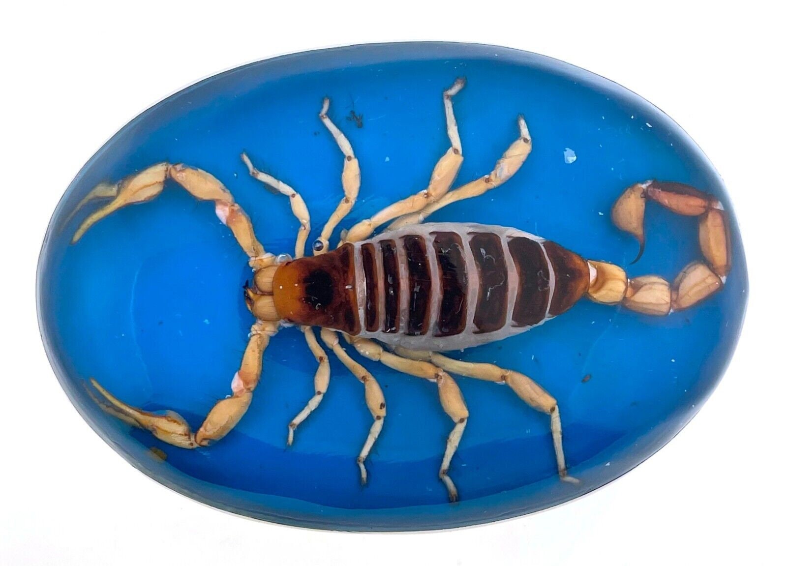 Scorpion Belt Buckle Real Hecho En Mexico Western Cowboy Cowgirl