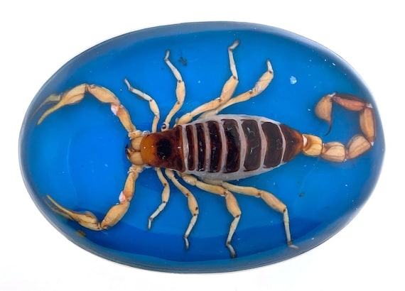 Scorpion Belt Buckle Real Hecho En Mexico Western Cowboy Cowgirl