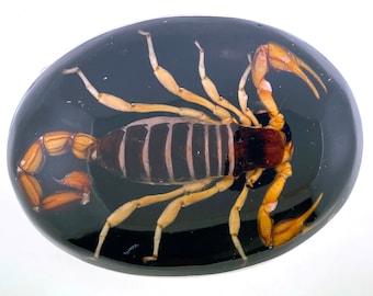Scorpion Belt Buckle, Scorpion Solid Brass Belt Buckle for Casual