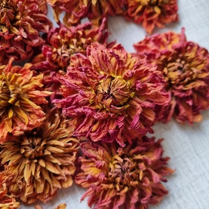Organic Dried Pompom Dahlia Flowers "Orangeti" x20pc