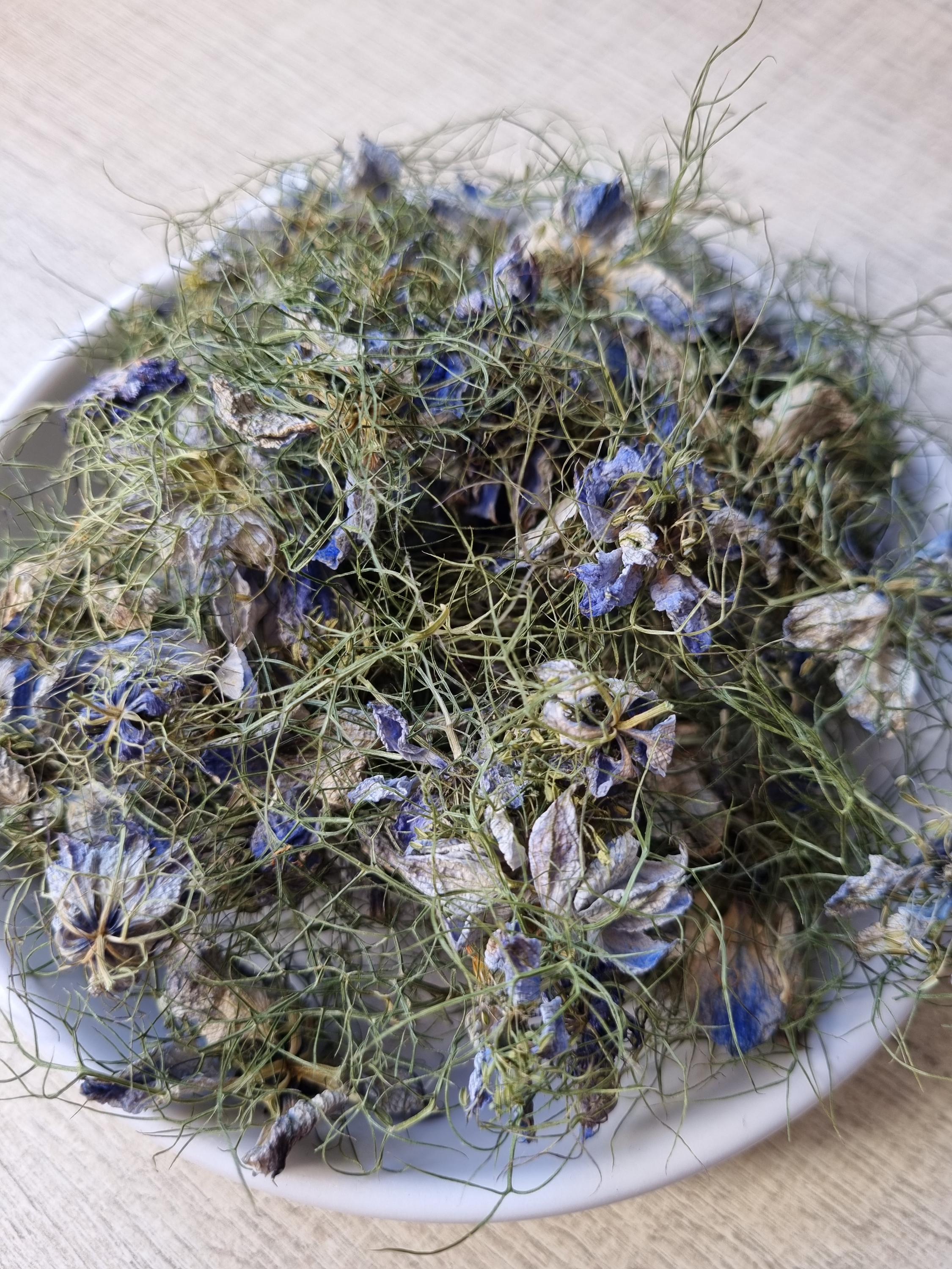 Graines De Verveine Officinale Graines De Verveine De Buenos Aires - VERBENA BONARIENSIS - T.O.G Verveine Officinale à Semer