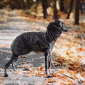 Op de afbeelding: Een zwarte hond met een zwarte winterjas met capuchon staat op een pad bedekt met gevallen herfstbladeren.