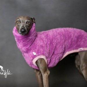 Puede incluir: Un pequeño perro gris italiano galgo con un suéter de vellón morado con ribete rosa. El perro está mirando a la cámara.