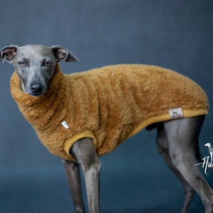 Può includere: Un levriero italiano grigio indossa un maglione per cani in pile marrone con bordino giallo. Il cane è in piedi su uno sfondo blu.