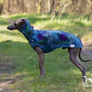 May include: A small, grey Italian Greyhound dog wearing a blue and green patterned dog sweater with a high collar. The sweater has a purple and green leaf design.
