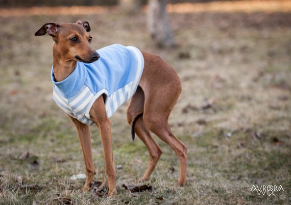 italian greyhound in jumper