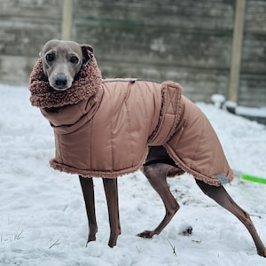 May include: A grey Italian Greyhound dog wearing a tan quilted coat with a faux fur collar, standing in the snow. The dog's coat is designed to provide warmth and protection from the cold weather.