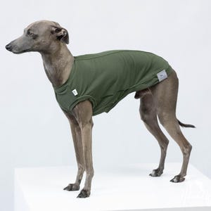 Puede incluir: Una camiseta verde para perro con mangas cortas sobre un galgo italiano gris.