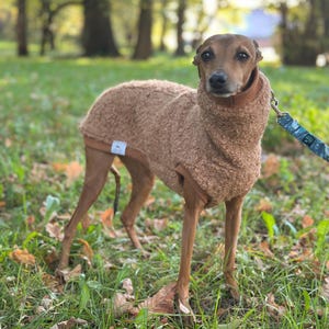 Könnte beinhalten: Ein brauner Hund trägt einen braunen, strukturierten Hundepullover mit Rollkragen. Der Hund steht in einer grasbewachsenen Gegend mit Herbstlaub und ist an einer blau gemusterten Leine befestigt.