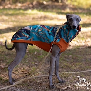Könnte beinhalten: Ein grauer Italienischer Windhund trägt einen blauen und orangen Hundepullover mit einem tropischen Blatt-Muster. Der Hund steht auf einer grasbewachsenen Fläche und trägt eine Leine.