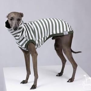 May include: A grey Italian Greyhound wearing a green and white striped dog sweater with a high collar. The dog is standing on a white surface against a light grey background. The sweater has a small tag on the back.