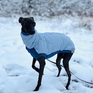 Puede incluir: Un perro galgo italiano negro con un abrigo de invierno acolchado azul claro y azul marino en la nieve. El perro está con correa y el fondo es un paisaje nevado.