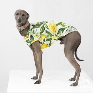 Può includere: Un cane grigio indossa una maglietta per cani con un motivo a limoni e foglie. La maglietta ha uno sfondo bianco con limoni gialli e foglie verdi. Il cane è in piedi su una superficie bianca.