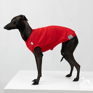 Puede incluir: Un perro italiano galgo negro con una camiseta roja. La camiseta tiene una pequeña etiqueta blanca en el lateral.