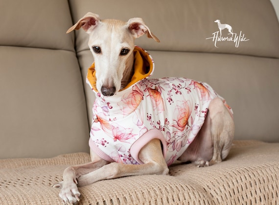 Italian top greyhound hoodie