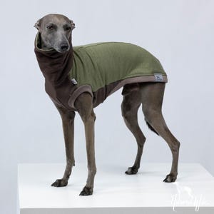 Può includere: Un levriero italiano grigio indossa un maglione per cani verde e marrone con collo alto. Il maglione ha un colletto marrone e un corpo verde con un bordo marrone intorno al collo e alle maniche.