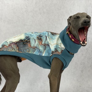 May include: A grey Italian Greyhound wearing a teal blue sweater with a marble print and gold accents. The dog is yawning and wearing a burgundy collar with gold accents.