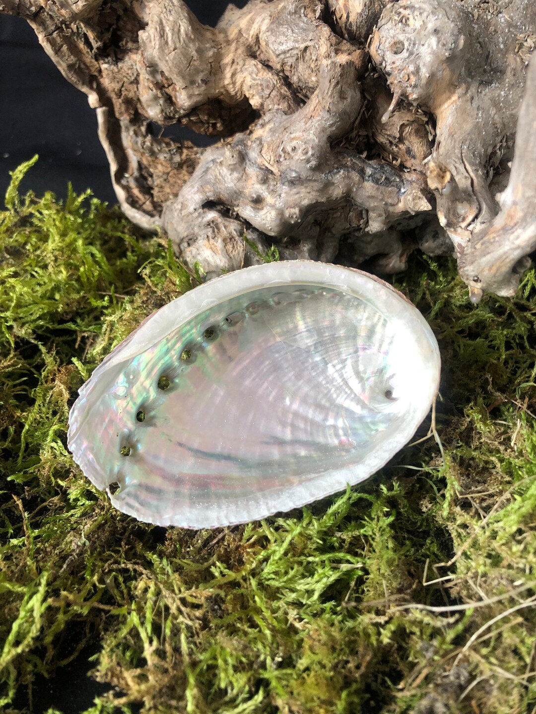 Coquillage abalone