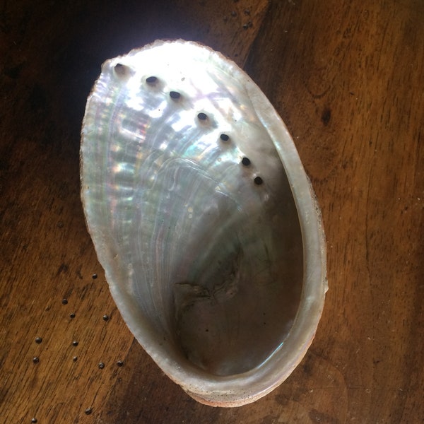 Un ormeau, abalone origine France, taille au choix. Coquillage pour fumigation, purification de l'air. Coquillage porte encens, clé, savon.
