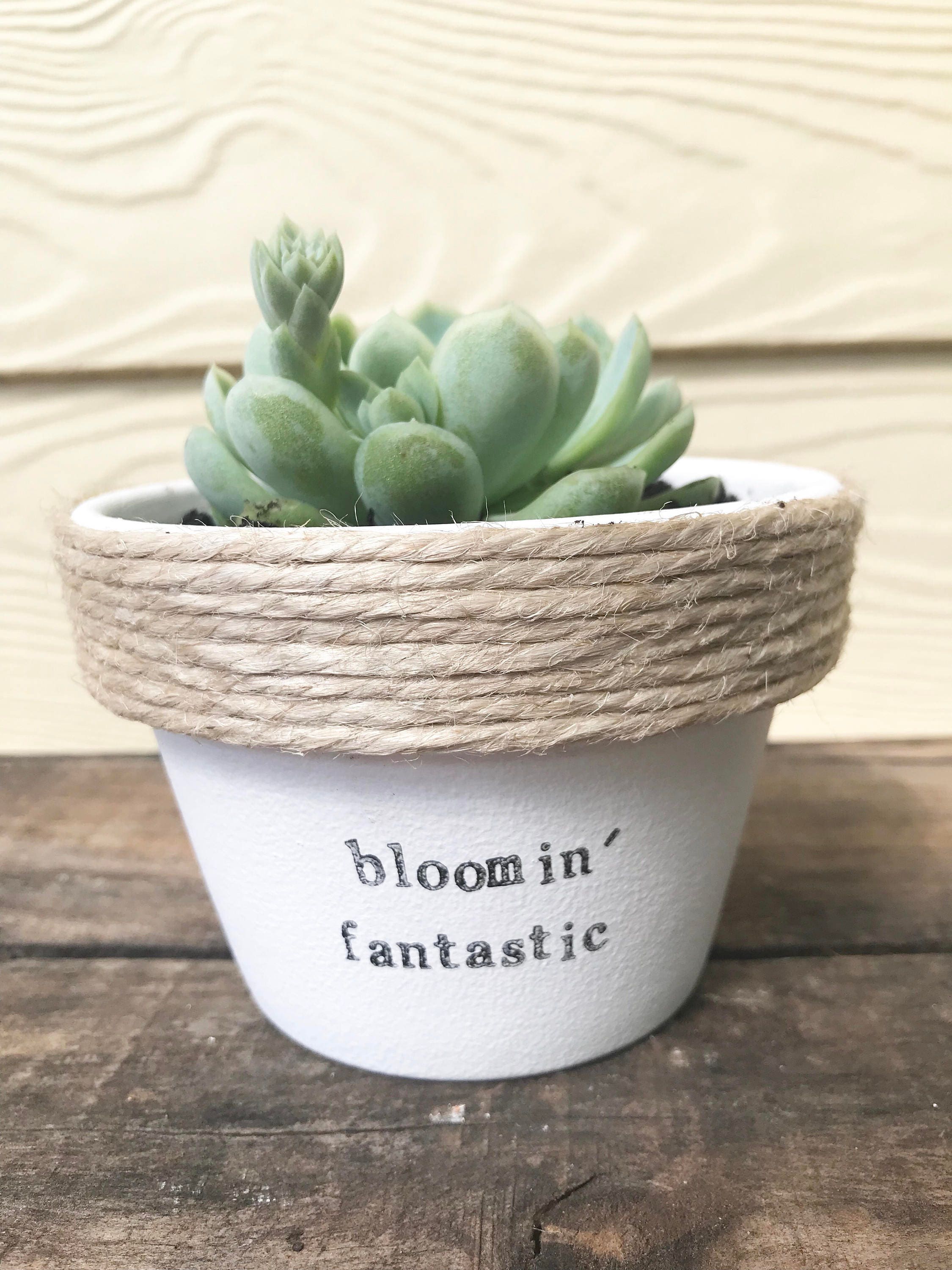 bloomin fantastic funny pot plant with a pun 11cm pot Etsy